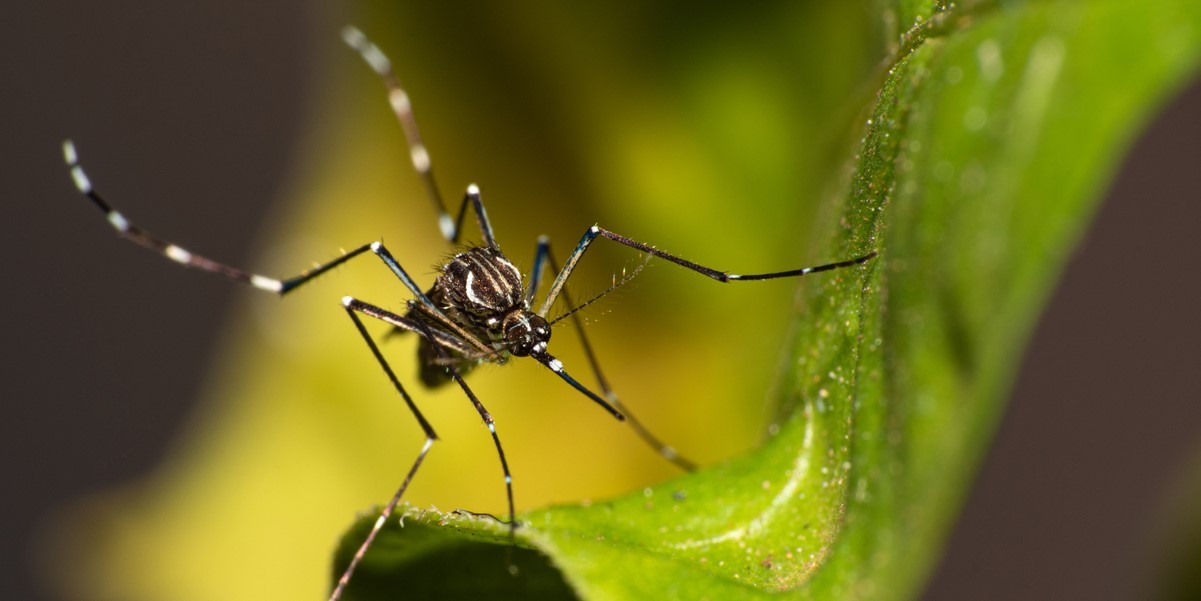 Governo de SP convoca os 645 municípios para “Dia D” no combate à dengue