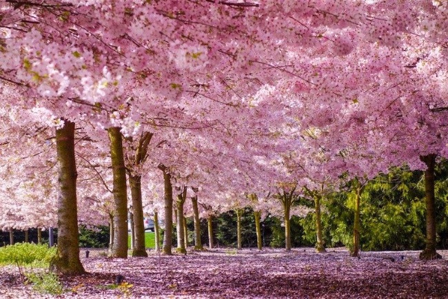 Festival das Cerejeiras começa nesta sextafeira, 2, em São Roque