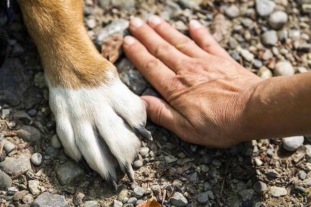 pixabay adoção cão cachorro