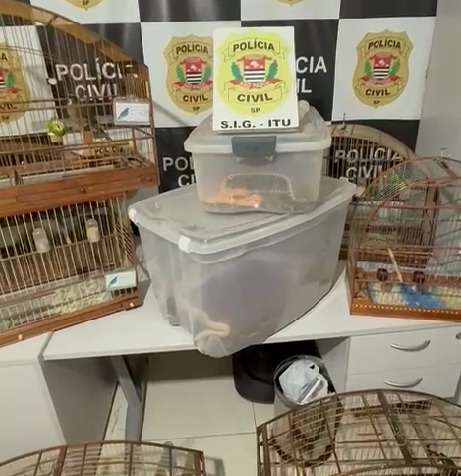 Polícia Civil de Itu apreende animais silvestres e exóticos durante operação contra crimes ambientais