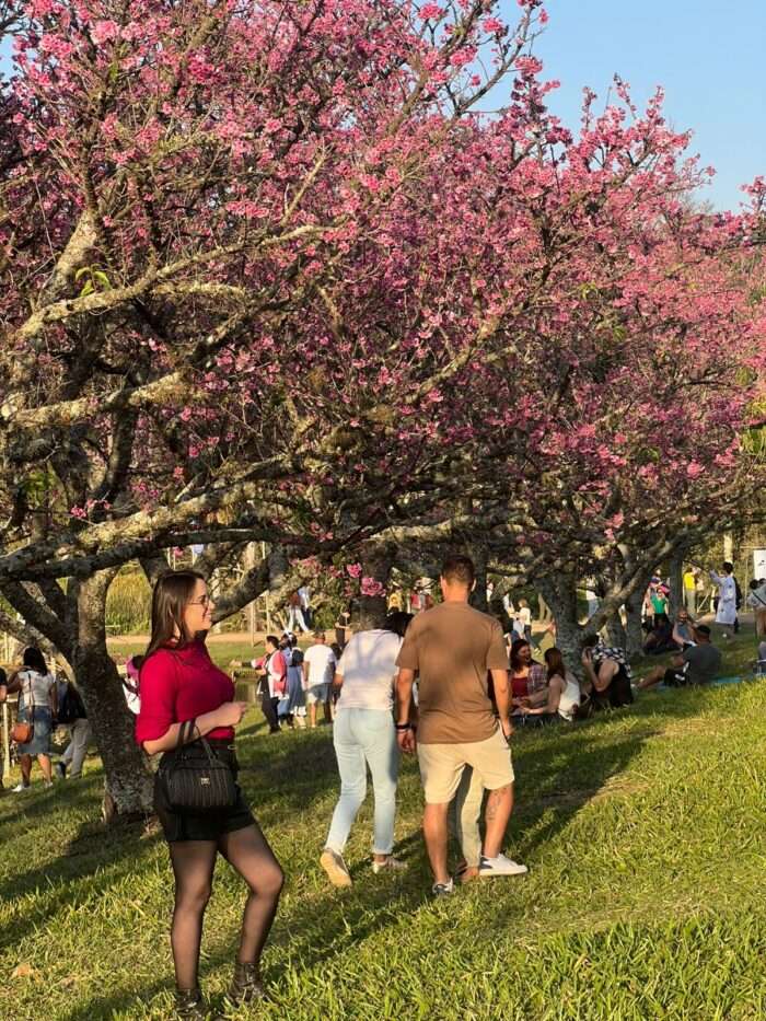 Vinícolas de São Roque participam do 28º Festival das Cerejeiras Bunkyo – Sakura Matsuri