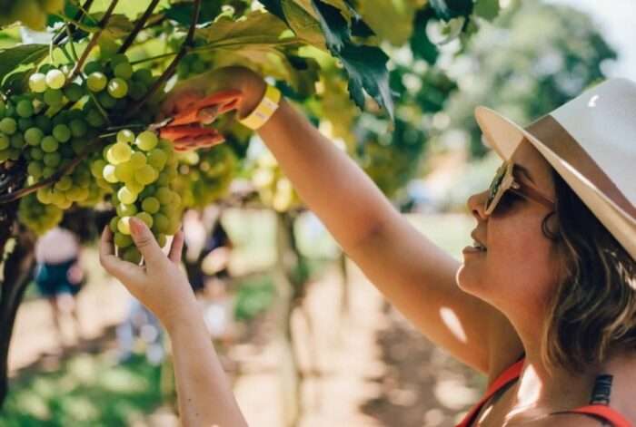 Vinícola Góes inicia preparativos para a Vindima 2026 com projeção de 40 toneladas por hectare em São Roque