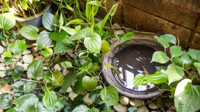 Saneaqua alerta para reforço no combate ao Aedes aegypti durante o verão em Mairinque