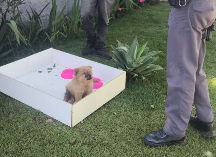Abandono de filhote de chow chow é investigado em São Roque após resgate no Jardim Suíça