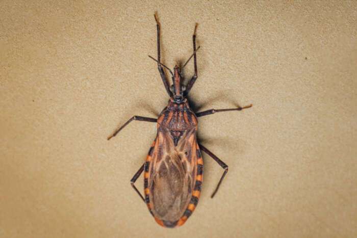 Chagas: governo libera quase R$ 12 milhões para reforçar combate em 155 municípios