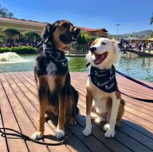 Domingo com pets em São Roque: evento “Um domingo bom pra cachorro” terá cãominhada, concursos e ação solidária