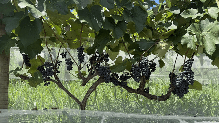 APTA de São Roque conquista medalha de platina em concurso nacional de suco de uva
