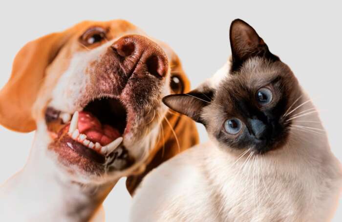 Castra+ SP realiza castração gratuita de cães e gatos em São Roque entre 3 e 5 de julho