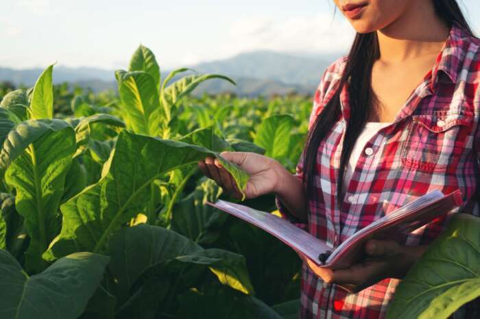 IBGE abre inscrições para o Censo Agropecuário 2026 com 24 vagas em São Roque
