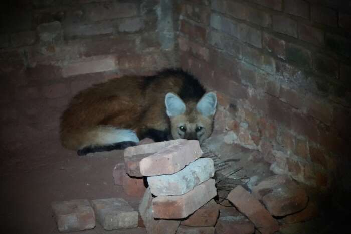 Lobo-Guará é resgatado em São Roque e recebe cuidados antes de retornar à natureza