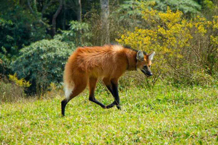 Lobo-Guará resgatado em São Roque é solto após receber cuidados