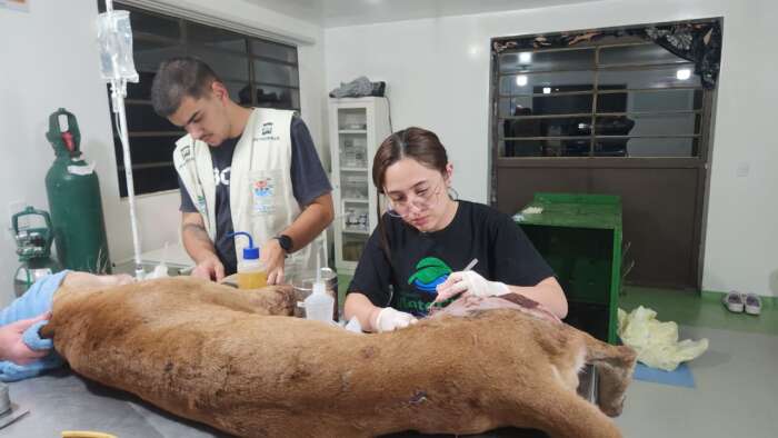 Onça-parda é resgatada após acidente na SP-300, em Itu
